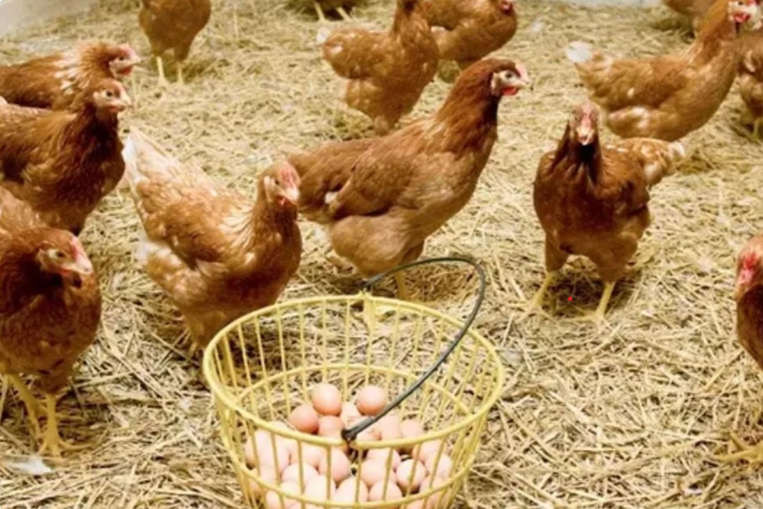 Pemupukan Berimbang terhadap Tanaman Jagung