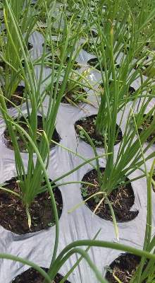 PENGENDALIAN HAMA ULAT BAWANG (Spodoptera exigua) PADA BAWANG MERAH 