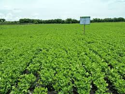 TEKNOLOGI BUDIDAYA KACANG TANAH DI LAHAN KERING