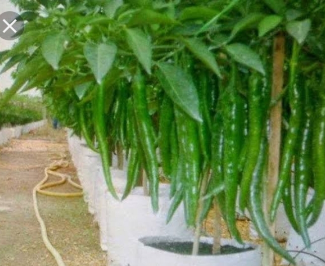 Menanam Cabai Keriting Dalam Polybag Atau Pot