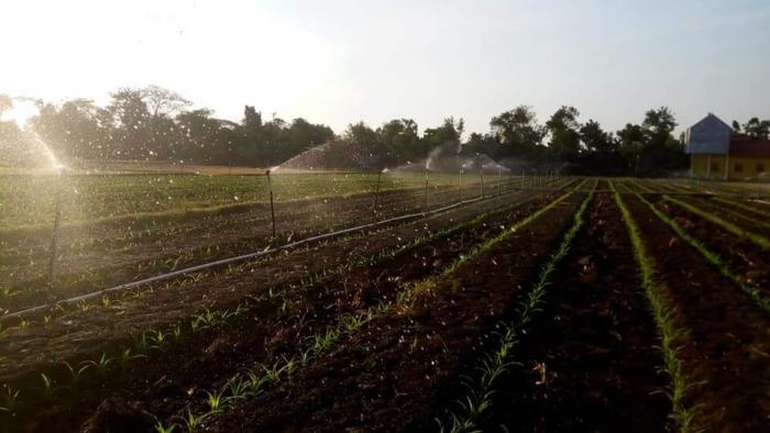 Irigasi Sprinkler Untuk Budidaya Tanaman Jagung