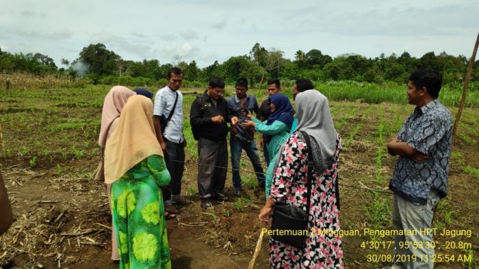 pengamatan opt jagung di wkpp pasi teubee v