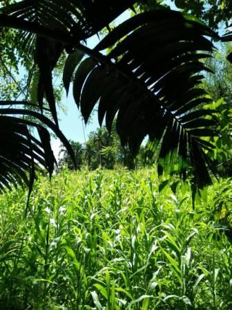 Jarak Tanam Jagung