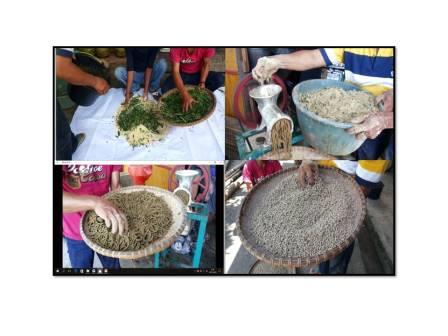 PAKAN AYAM KAMPUNG DARI BAHAN LOKAL