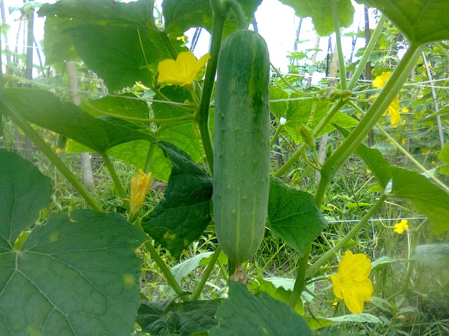 PENGEMBANGAN PERTANIAN ORGANIK