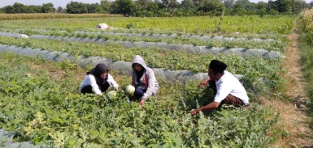 CARA PRAKTIS BUDIDAYA SEMANGKA