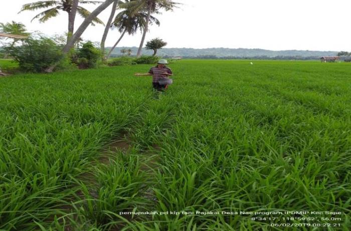 Pengaruh penanaman padi sistim jajar legowo dan perlakuan pemupukan terhadap peningkatan produksi