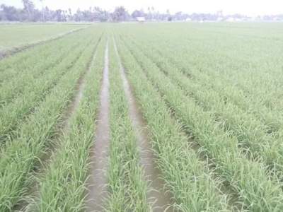Sistem Tanam Padi Jajar Legowo