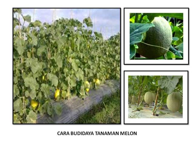CARA BUDIDAYA TANAMAN MELON