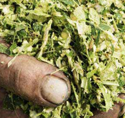 Media Tanam Untuk  Hidroponik