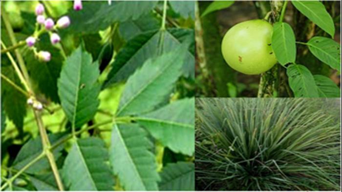 MENGENDALIKAN-HAMA TANAMAN  SECARA-ALAMI