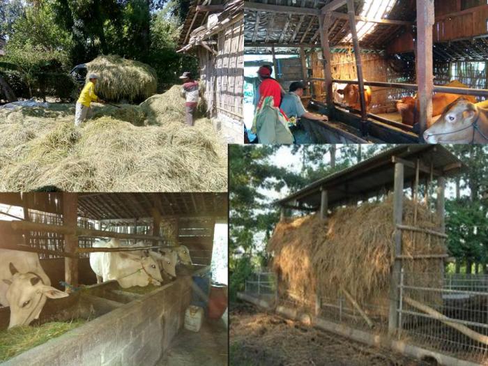 BANK PAKAN PADA KANDANG KELOMPOK SAPI POTONG KELOMPOK TANI TANI MAKMUR DESA TULAKAN KECAMATAN SINE KABUPATEN NGAWI