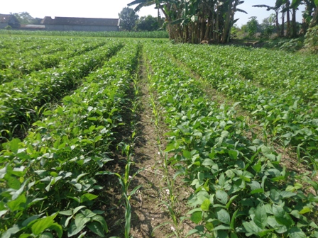 TUMPANGSARI JAGUNG DAN KEDELAI DI BPP CEPER