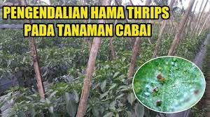 Pengendalian Hama Thrips Pada Tanaman Cabe
