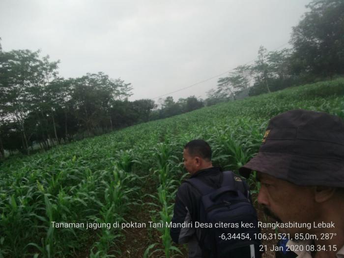 Upaya Pemberantasan Ulat grayak Spodoptera frugiperda di Kecamatan Rangkasbitung