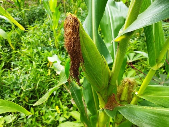 SNI  9191:2023 : Benih Kopi Arabika (Coffea Arabica L.)