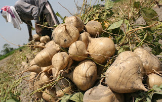 BUDIDAYA BENKUANG