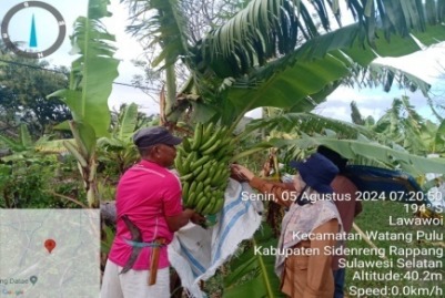 Manisnya Buah Pisang Cavendish di Kab. Sidrap
