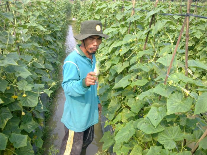 BUDIDAYA MENTIMUN YANG MENGUNTUNGKAN  DI LAHAN SAWAH TADAH HUJAN