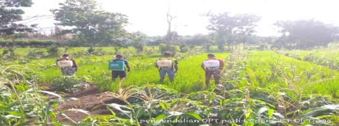 PENYAKIT UTAMA PADA TANAMAN PADI SAWAH