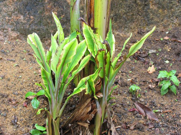 MENGENAL GEJALA PENYAKIT KERDIL PISANG