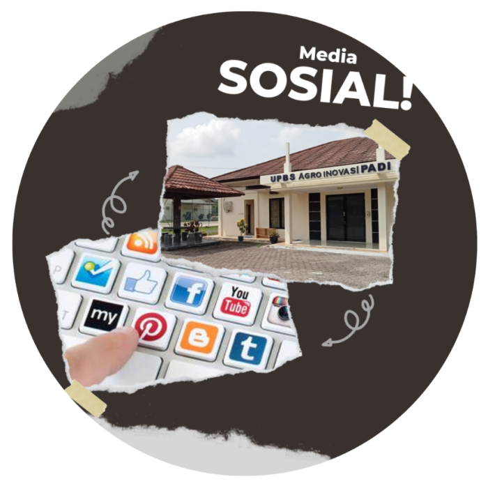 CARA BUDIDAYA TANAMAN SEMUSIM CENGKEH