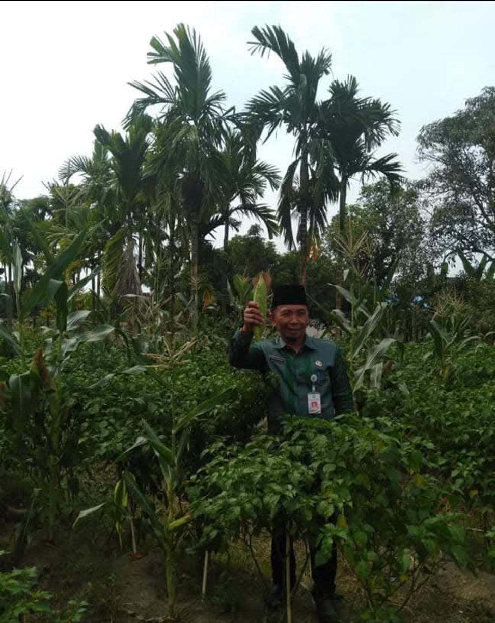 Tumpangsari Jagung dan cabe rawit