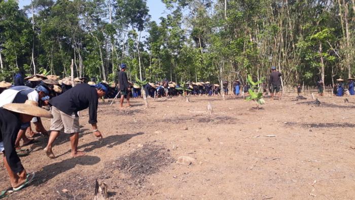 Tanam Padi Gogo di Blok Cepak Anggur Desa Cisimeut Raya. seluas 5 ha