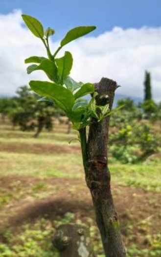 Perbanyakan Vegetatif Tanaman Jeruk
