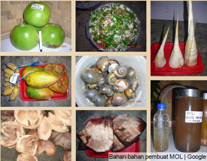 MOL (MIKROORGANISME LOKAL)