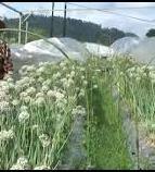 PENANGANAN PANEN DAN PASCA PANEN