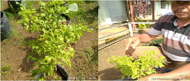  MENGATASI KENAPA DAUN CABE KERITING DAN KUNING