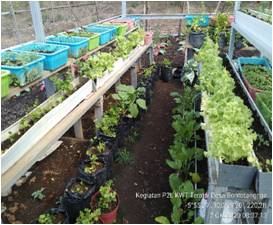 BUDIDAYA TANAMAN SELADA