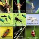 MANFAAT DAUN PANDAN UNTUK MAKANAN