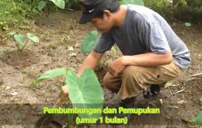 BUDIDAYA  TANAMAN TALAS (SATOIMO) JEPANG