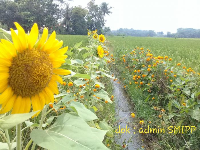 Gandrung Tanaman Refugia Di Lahan Sawah