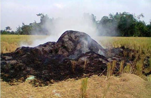 SEJUTA MANFAAT YANG TERBUANG DARI JERAMI PADI 