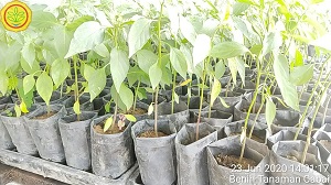 TIPS PENYIAPAN BIBIT CABAI SEHAT