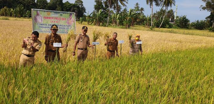 Program CSA Kementan Buktikan Hasil Ubinan Petani Pinrang Berlipat