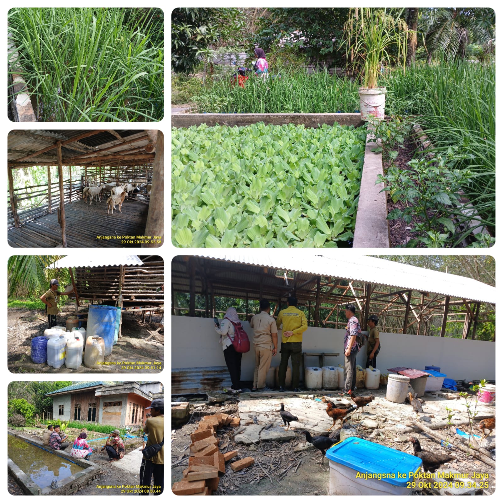 POKTAN MAKMUR JAYA DESA TELUK RHU KEC. RUPAT UTARA KAB. BENGKALIS BERINOVASI MELAKUKAN SYSTEM PERTANIAN TERPADU 