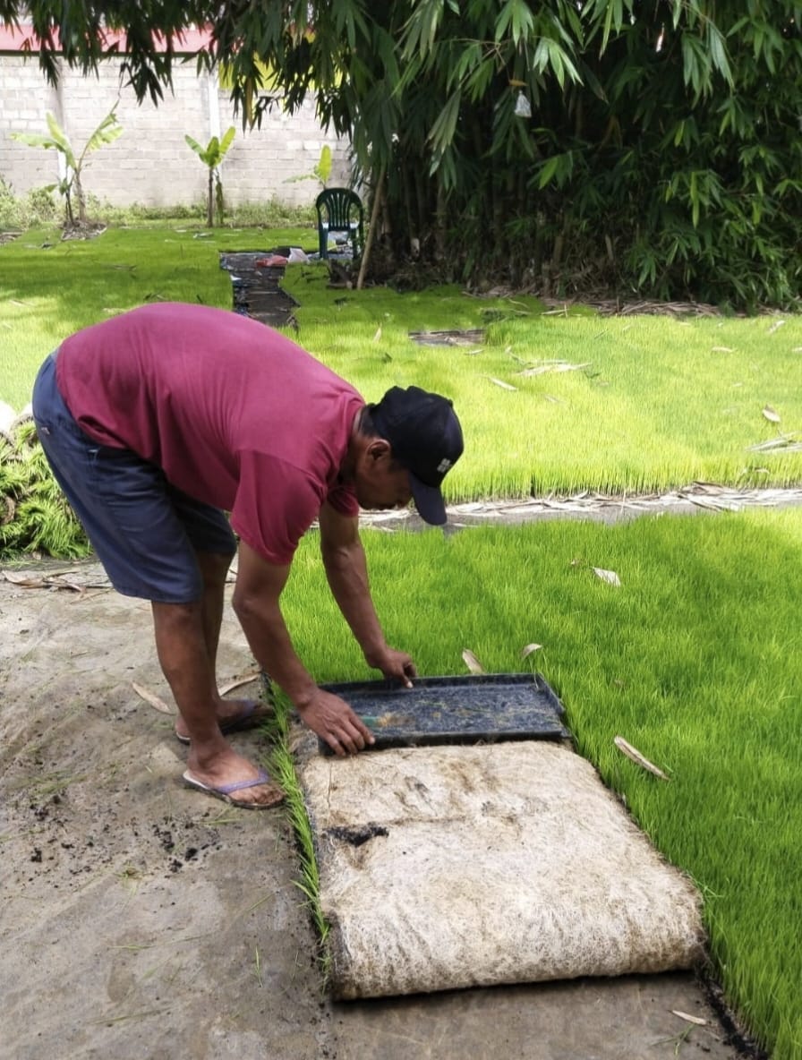 Penyemaian Benih Padi Sistem Kering