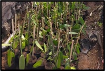 Standar Budidaya Vanili di Pekarangan