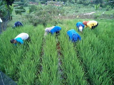 BUDI DAYA TANAMAN PADI SAWAH DENGAN SISTEM PENGELOLAAN TANAMAN TERPADU (PTT)
