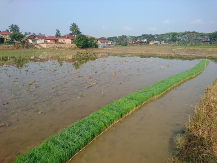 Tata Cara Penyemaian Benih Padi Untuk Mesin Rice Transplanter