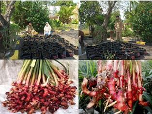 Budidaya Jahe Merah Dalam Polybag