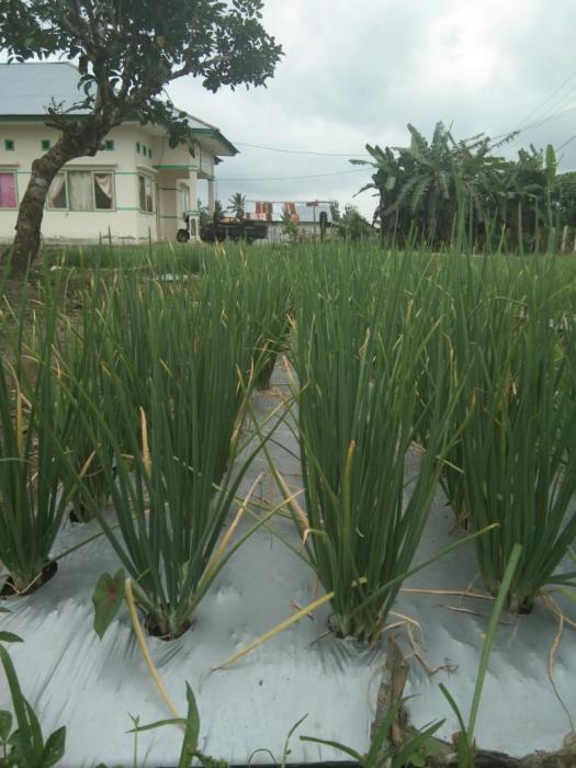 CARA MENANANAM BAWANG MERAH