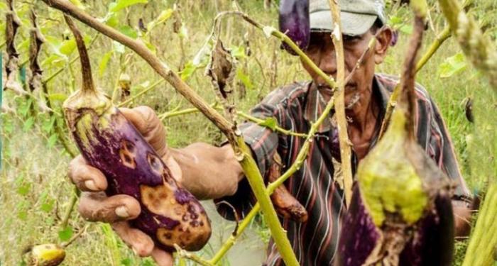 AGAR TANAMAN TERONG AMAN DARI PENYAKIT BUSUK BUAH DAN BATANG