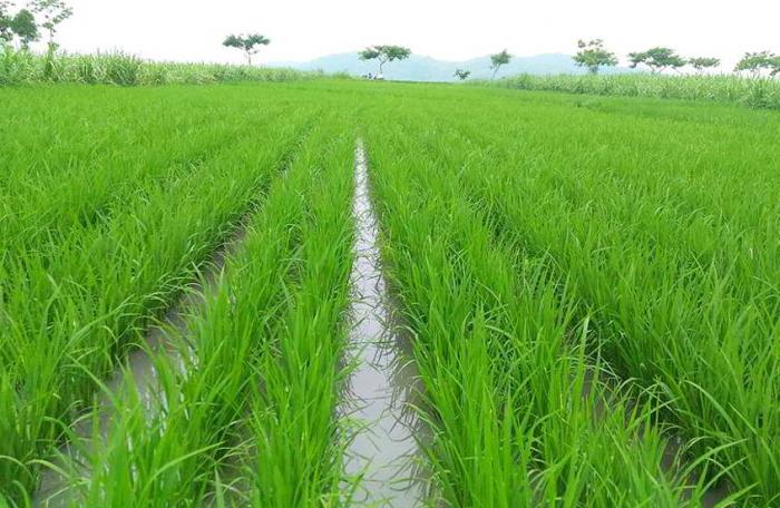 TEKNIK BUDIDAYA PADI SAWAH di KECAMATAN DAMAI