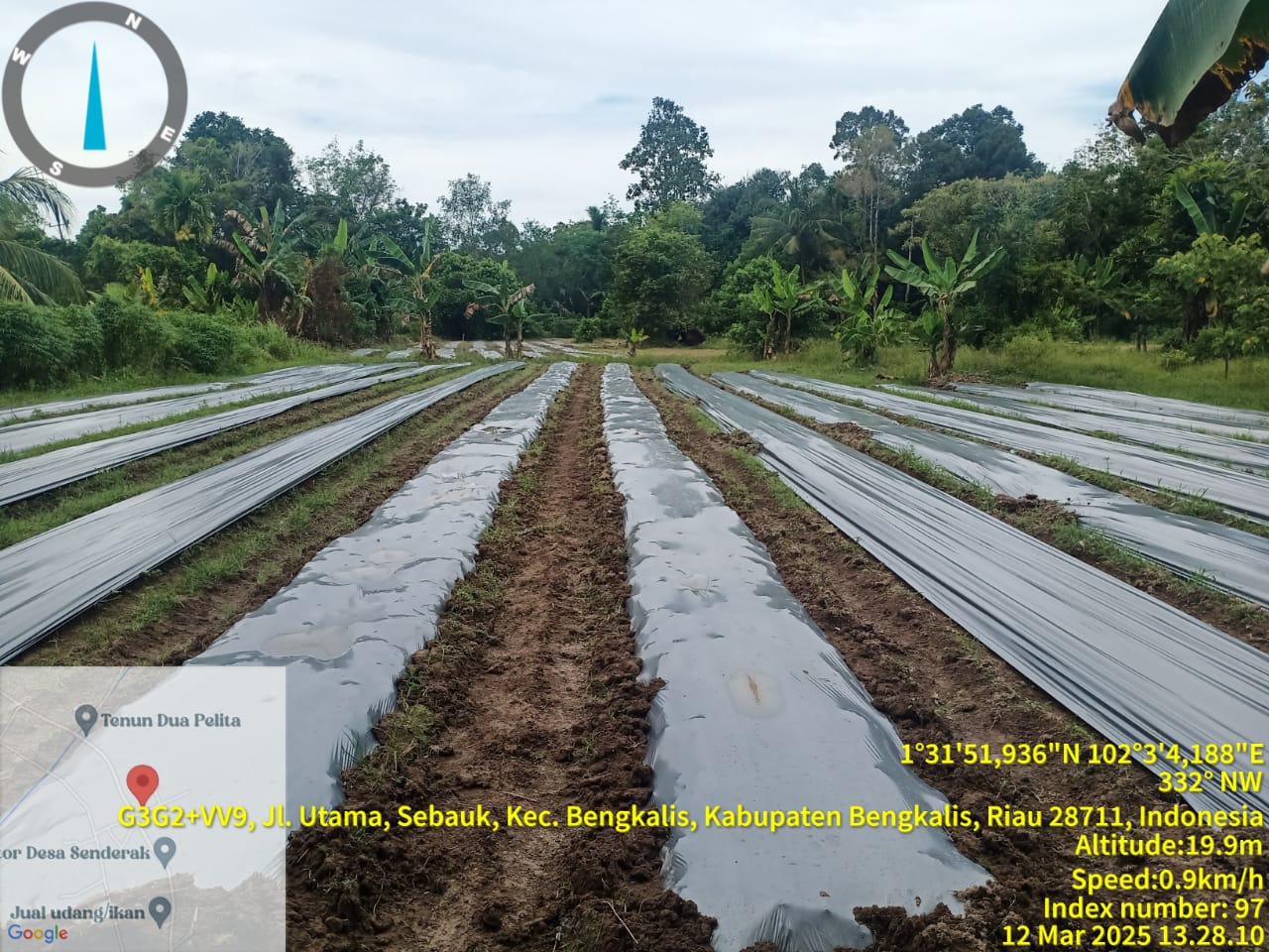 MANFAAT MULSA PLASTIK PADA PENANAMAN CABE RAWIT