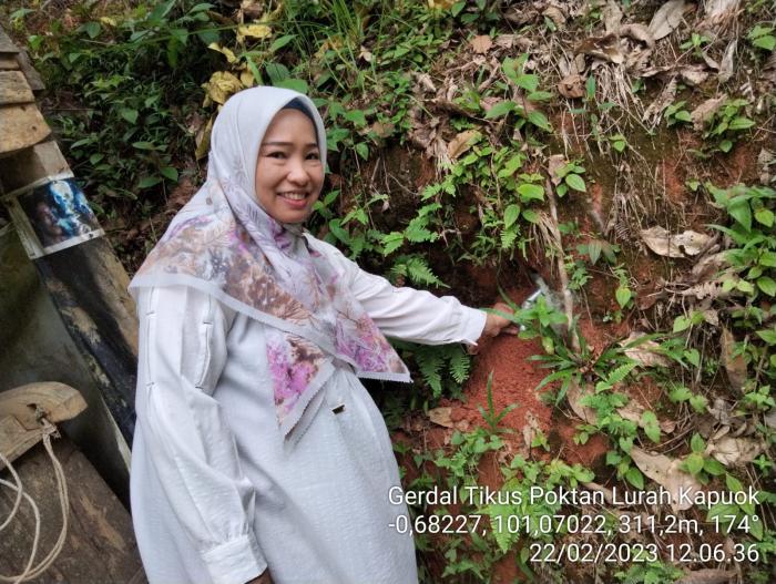 Gerdal Hama Tikus bersama POPT di Kelompok Tani Lurah Kapuak Nagari Aie Angek Kecamatan Sijunjung Kabupaten Sijunjung MT tahun 2023